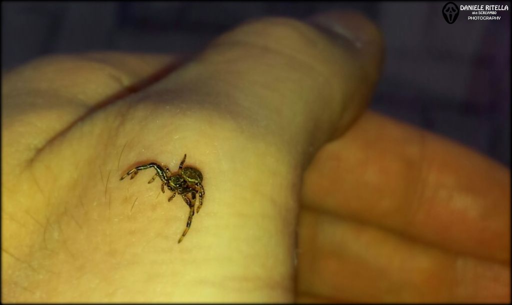 Xysticus sp. - Venafro (IS)